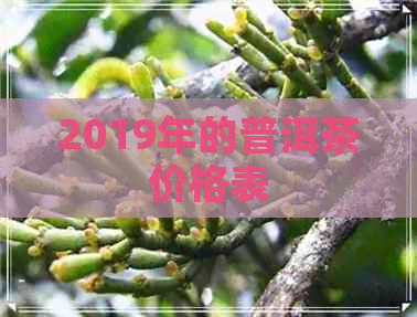 2019年的普洱茶价格表