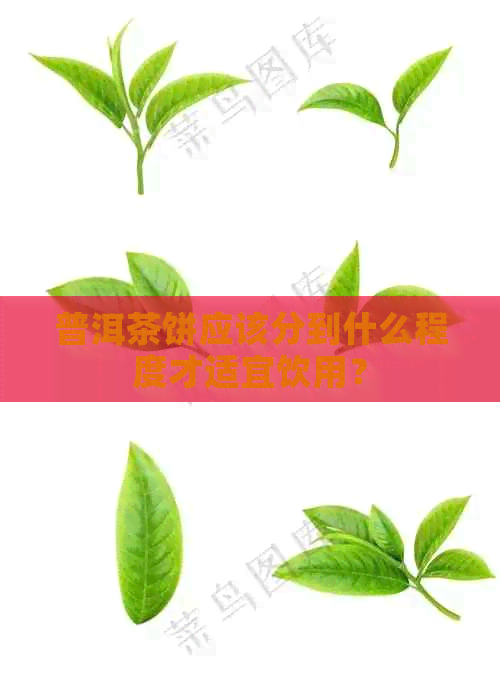 普洱茶饼应该分到什么程度才适宜饮用？