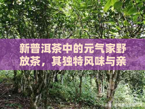 新普洱茶中的元气家野放茶，其独特风味与亲民价格的完美结合