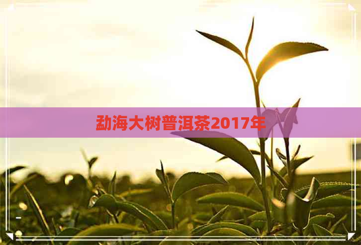 勐海大树普洱茶2017年