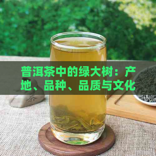 普洱茶中的绿大树：产地、品种、品质与文化意义的全面解析