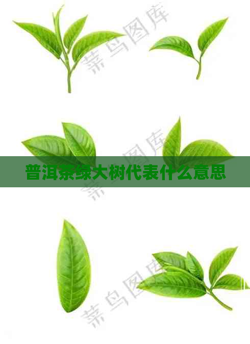 普洱茶绿大树代表什么意思