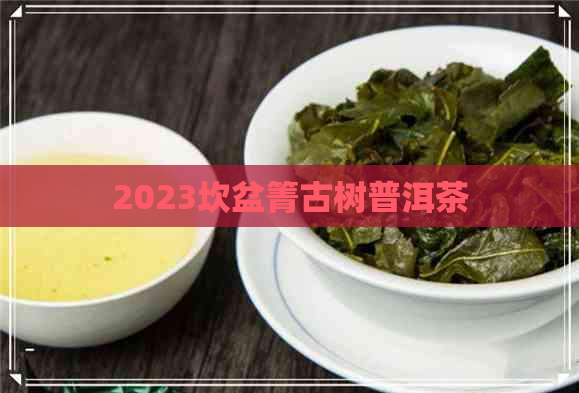 2023坎盆箐古树普洱茶