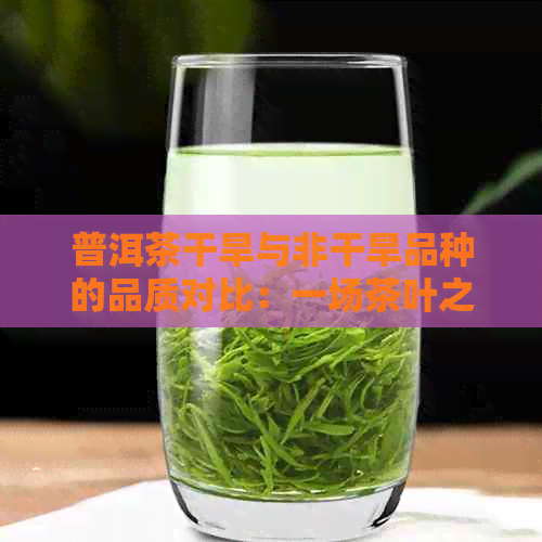 普洱茶干旱与非干旱品种的品质对比：一场茶叶之旅的探究