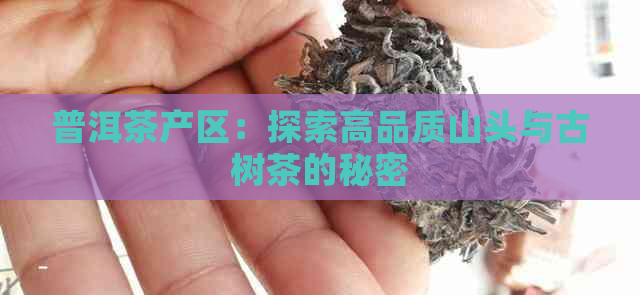 普洱茶产区：探索高品质山头与古树茶的秘密