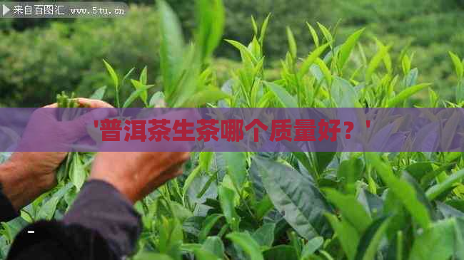 '普洱茶生茶哪个质量好？'