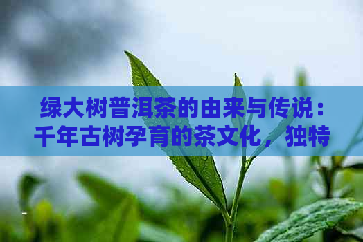 绿大树普洱茶的由来与传说：千年古树孕育的茶文化，独特风味成历传承。