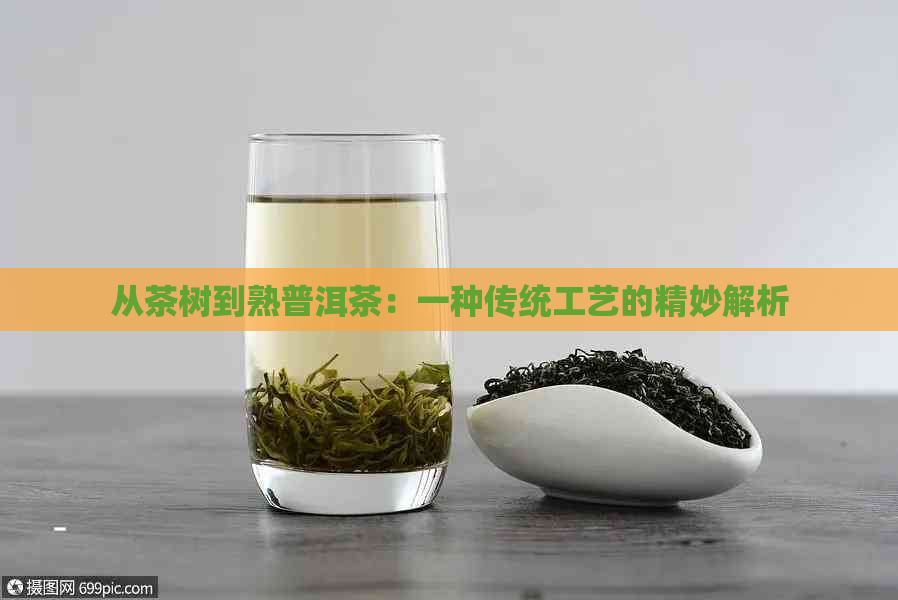 从茶树到熟普洱茶：一种传统工艺的精妙解析