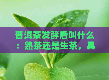 普洱茶发酵后叫什么：熟茶还是生茶，具有何种特质？与不发酵茶比较哪个好？