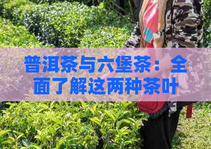 普洱茶与六堡茶：全面了解这两种茶叶的区别、功效与泡法