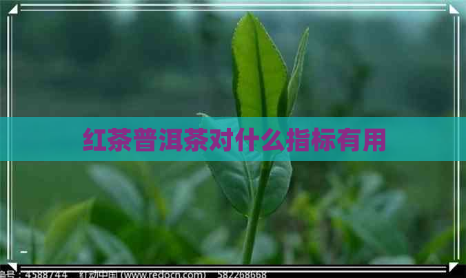 红茶普洱茶对什么指标有用