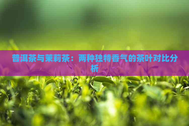 普洱茶与茉莉茶：两种独特香气的茶叶对比分析