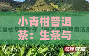 小青柑普洱茶：生茶与熟茶的详细对比解析，让你轻松掌握两种茶叶特点