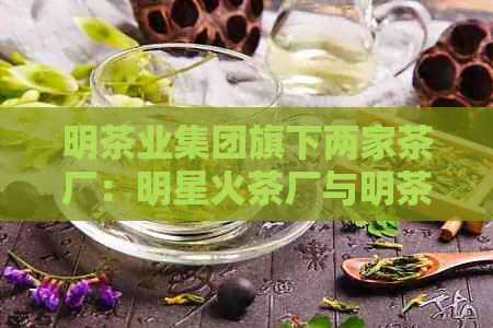 明茶业集团旗下两家茶厂：明星火茶厂与明茶厂的产品对比及特点分析