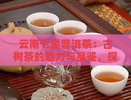 云南七星普洱茶：古树茶的魅力与品鉴，探寻云南茶叶的文化精髓