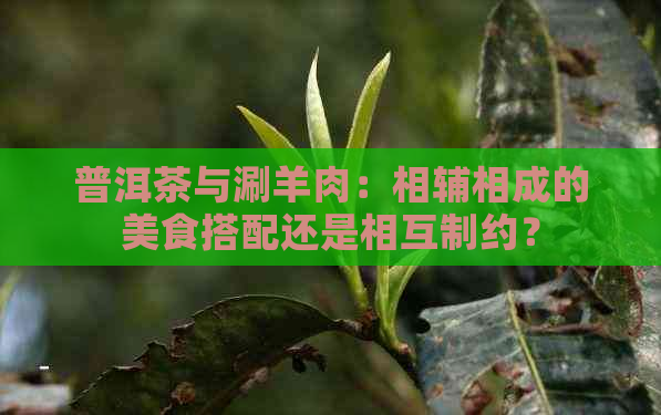 普洱茶与涮羊肉：相辅相成的美食搭配还是相互制约？