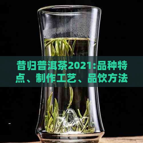 昔归普洱茶2021:品种特点、制作工艺、品饮方法与收藏价值全方位解析