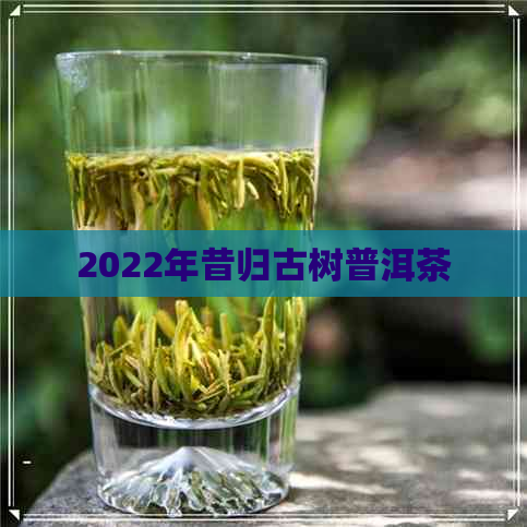 2022年昔归古树普洱茶