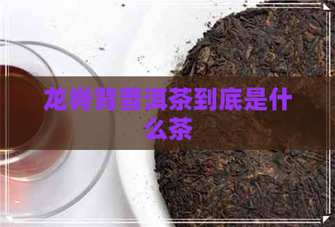 龙脊背普洱茶到底是什么茶