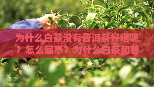 为什么白茶没有普洱茶好喝呢？怎么回事？为什么白茶和普洱茶越陈越好？