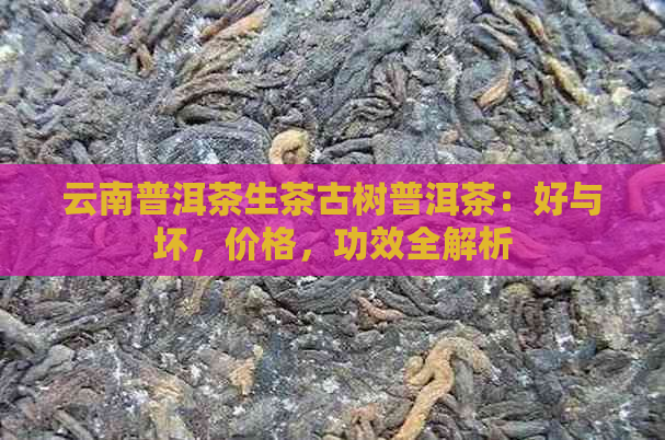 云南普洱茶生茶古树普洱茶：好与坏，价格，功效全解析