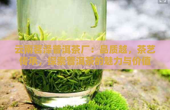 云南茗泽普洱茶厂：品质越，茶艺传承，探索普洱茶的魅力与价值