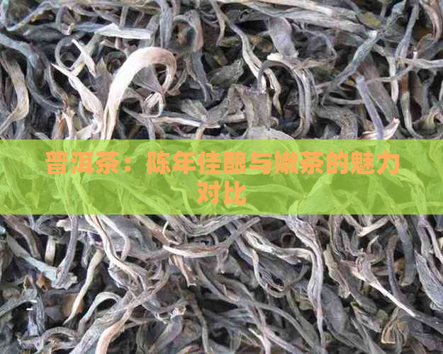 普洱茶：陈年佳酿与嫩茶的魅力对比