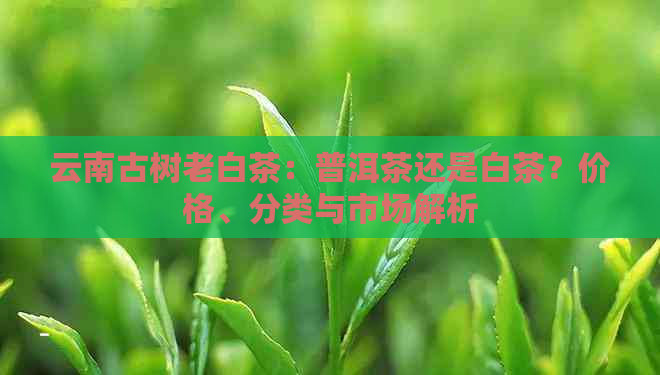 云南古树老白茶：普洱茶还是白茶？价格、分类与市场解析