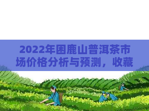 2022年困鹿山普洱茶市场价格分析与预测，收藏爱好者必看