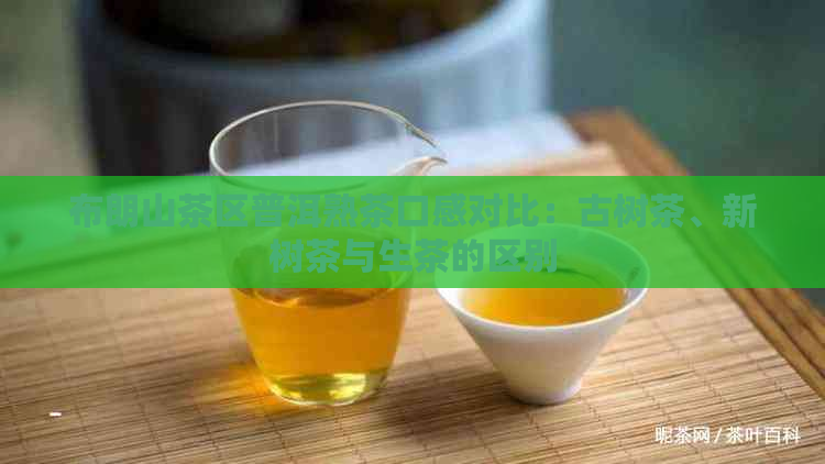 布朗山茶区普洱熟茶口感对比：古树茶、新树茶与生茶的区别