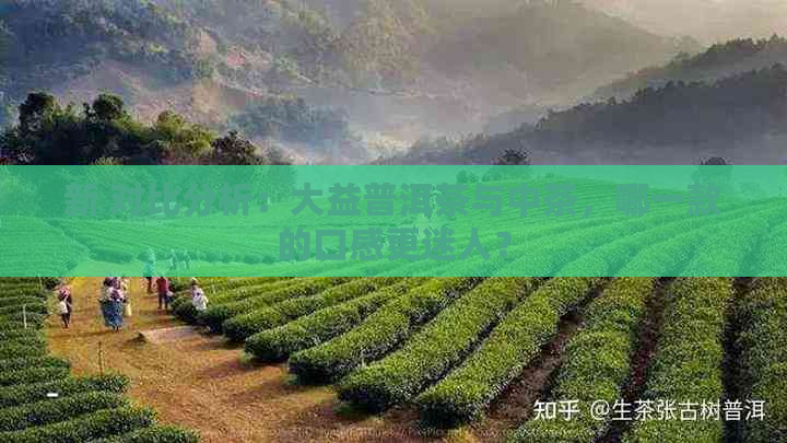 新 对比分析：大益普洱茶与中茶，哪一款的口感更迷人？