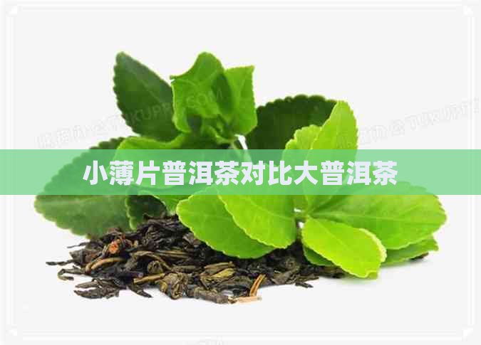 小薄片普洱茶对比大普洱茶