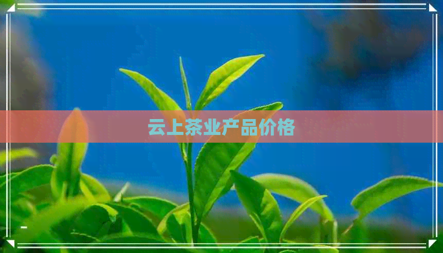 云上茶业产品价格