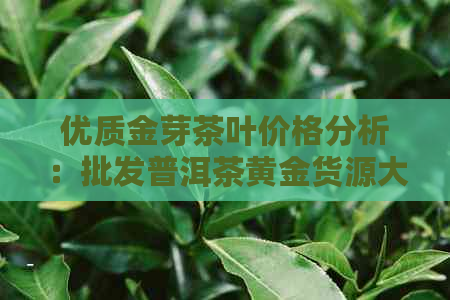 优质金芽茶叶价格分析：批发普洱茶黄金货源大揭秘