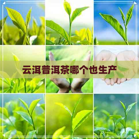 云洱普洱茶哪个也生产