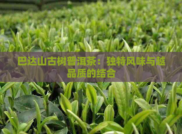 巴达山古树普洱茶：独特风味与越品质的结合