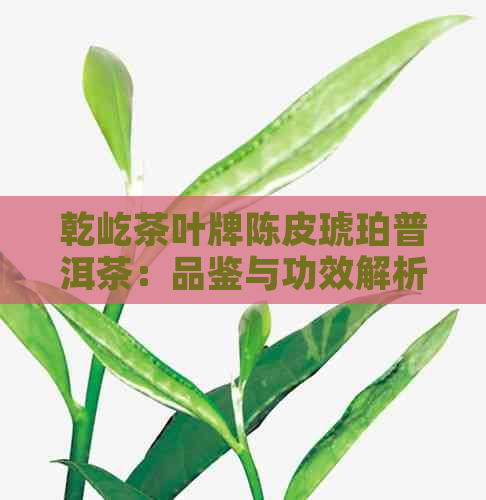 乾屹茶叶牌陈皮琥珀普洱茶：品鉴与功效解析，让你了解这款茶的全方位信息