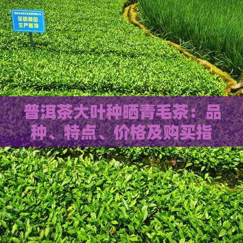 普洱茶大叶种晒青毛茶：品种、特点、价格及购买指南，一站式解惑你的疑问