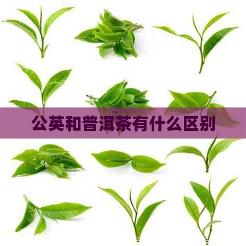 公英和普洱茶有什么区别