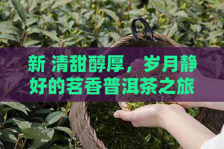 新 清甜醇厚，岁月静好的茗香普洱茶之旅