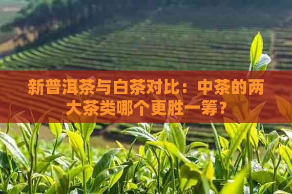 新普洱茶与白茶对比：中茶的两大茶类哪个更胜一筹？