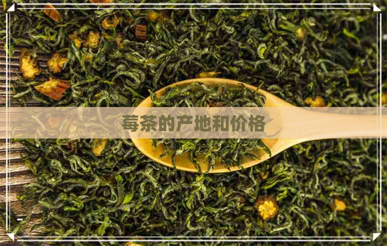 莓茶的产地和价格