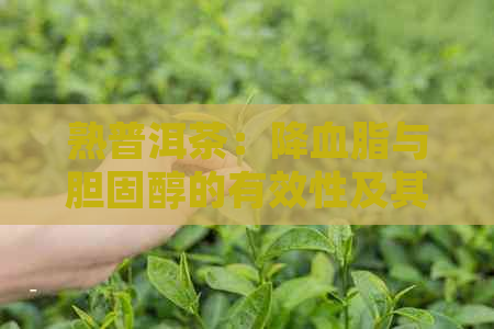 熟普洱茶：降血脂与胆固醇的有效性及其可能的副作用探讨