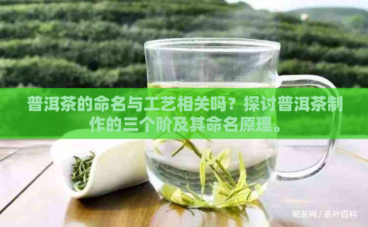 普洱茶的命名与工艺相关吗？探讨普洱茶制作的三个阶及其命名原理。