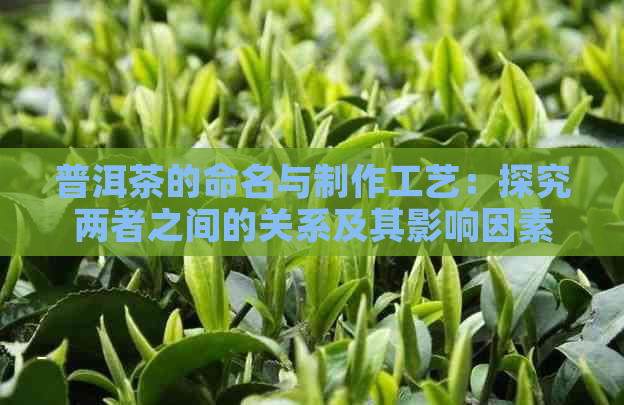 普洱茶的命名与制作工艺：探究两者之间的关系及其影响因素