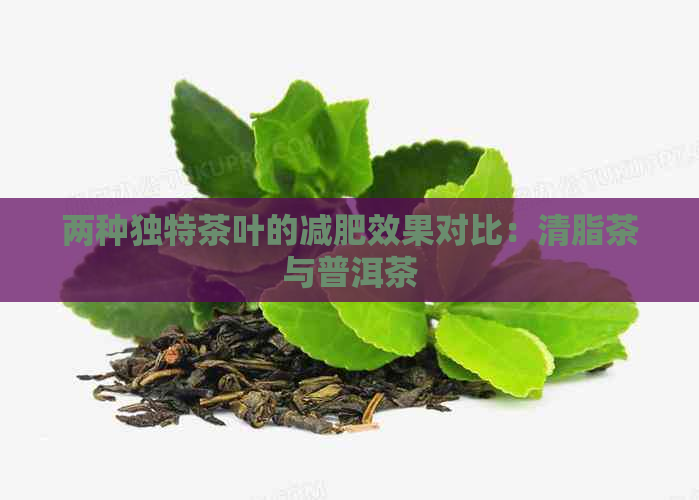 两种独特茶叶的减肥效果对比：清脂茶与普洱茶