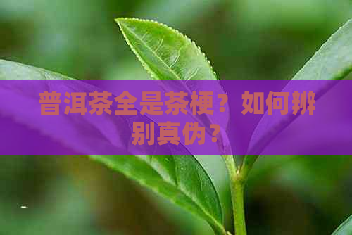 普洱茶全是茶梗？如何辨别真伪？