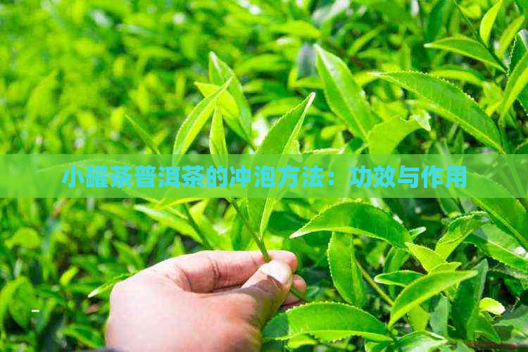 小罐茶普洱茶的冲泡方法：功效与作用