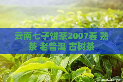 云南七子饼茶2007春 熟茶 老普洱 古树茶