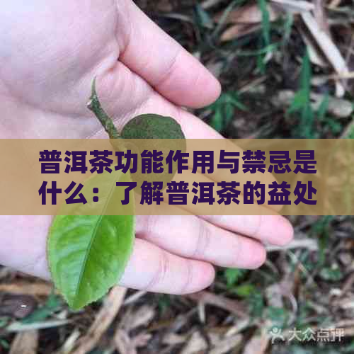 普洱茶功能作用与禁忌是什么：了解普洱茶的益处与潜在风险，如何正确饮用。